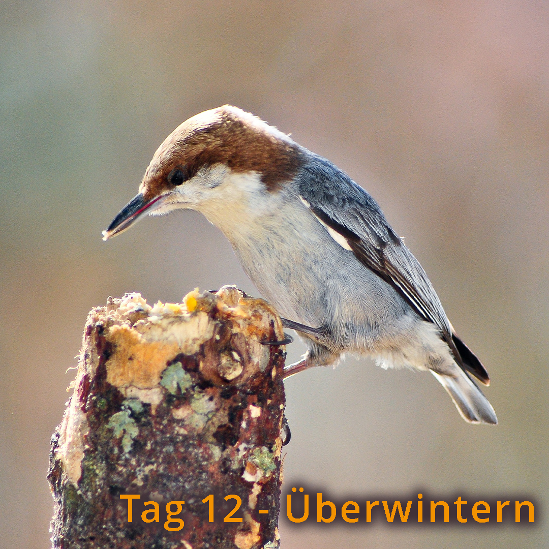 Tag 12